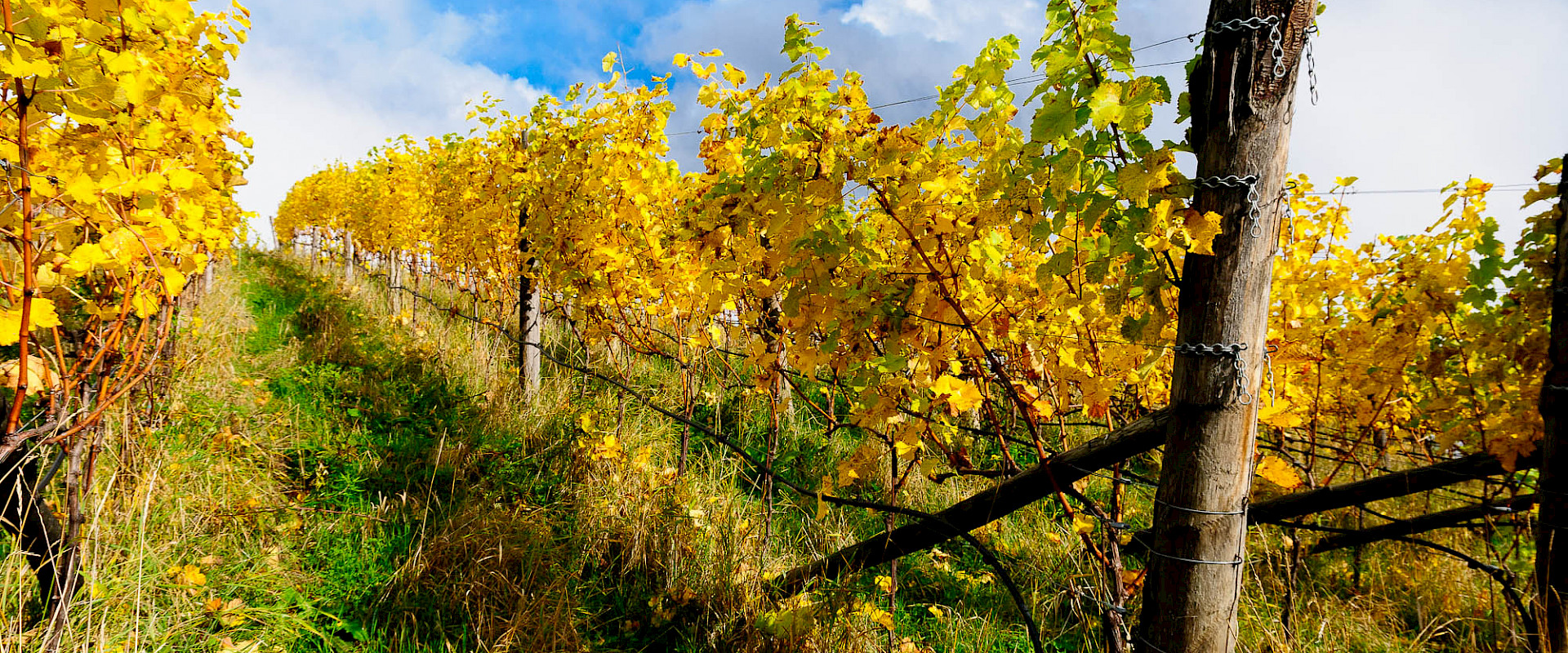 Weinberg im Herbst