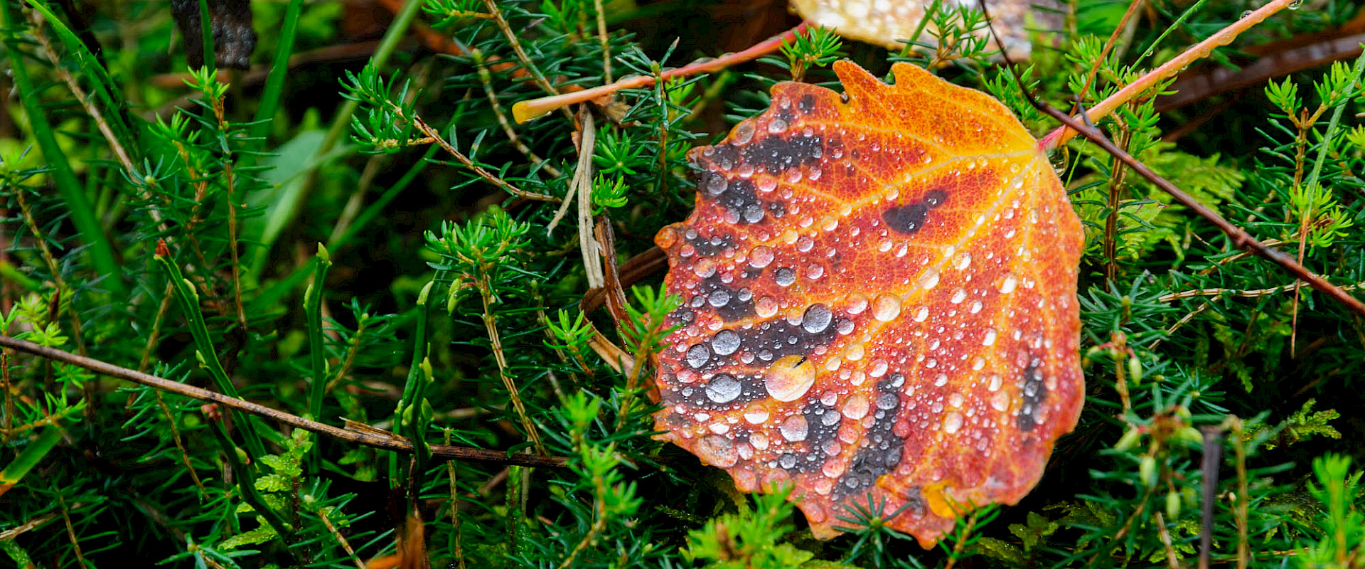 Herbststimmung im Wald